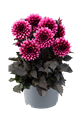 Bild von Ej Dahlia Velvet